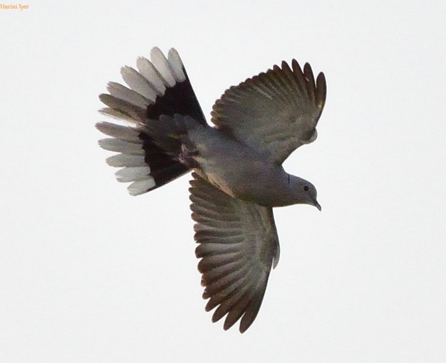 Eurasian Collared-Dove - ML209575171