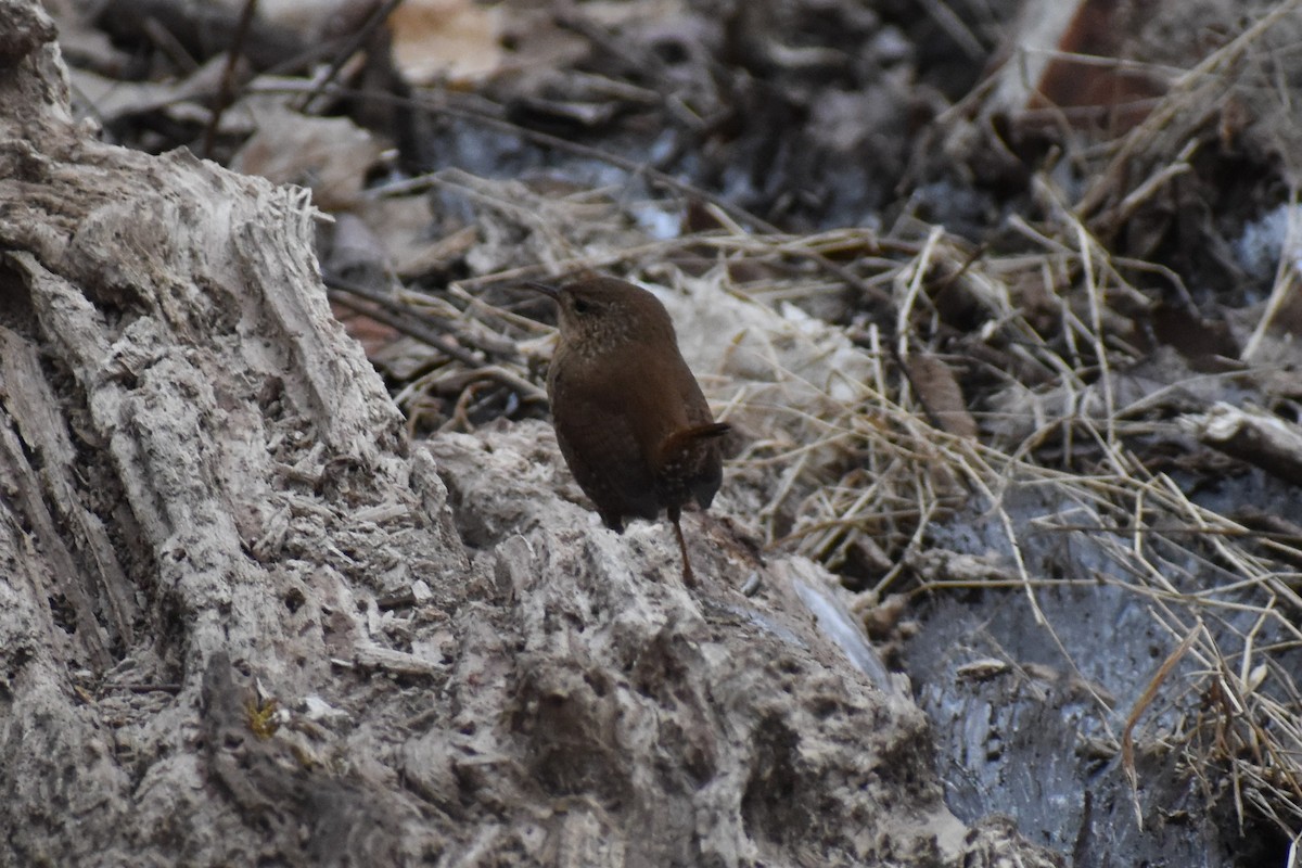 Winter Wren - ML209575331