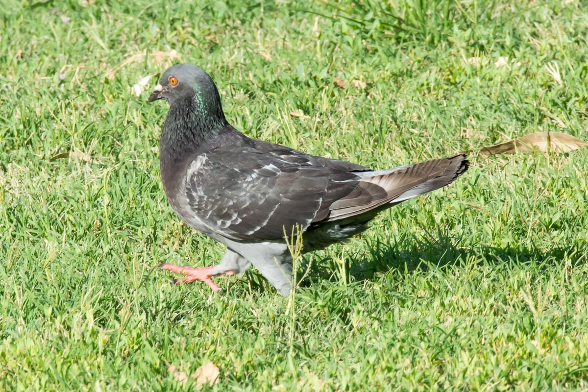 Rock Pigeon (Feral Pigeon) - ML209577521