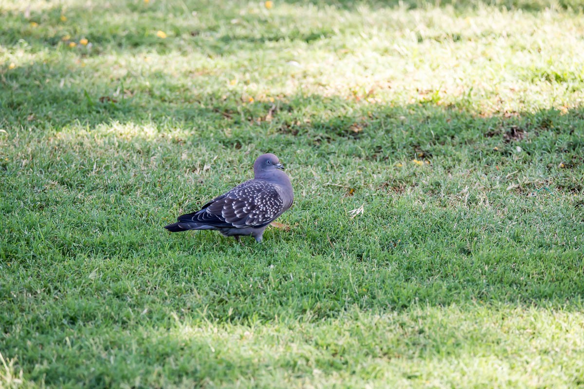 Spot-winged Pigeon - ML209577531