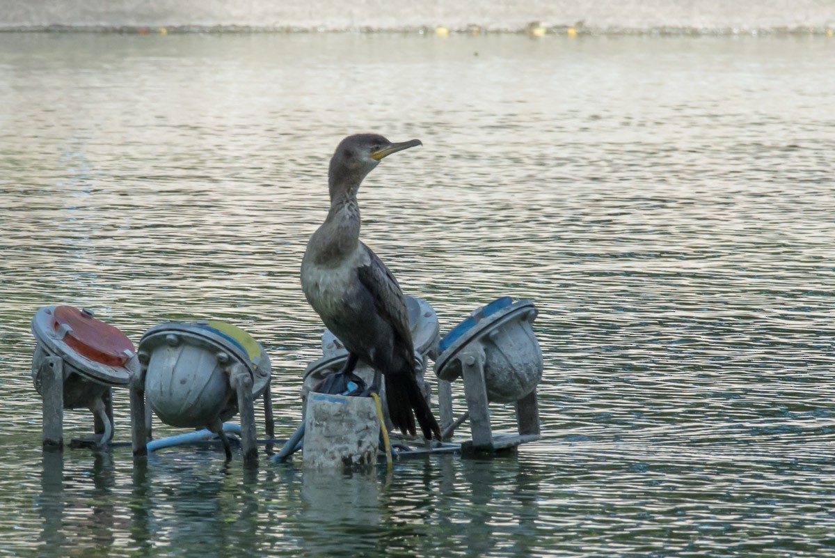 Neotropic Cormorant - ML209577601