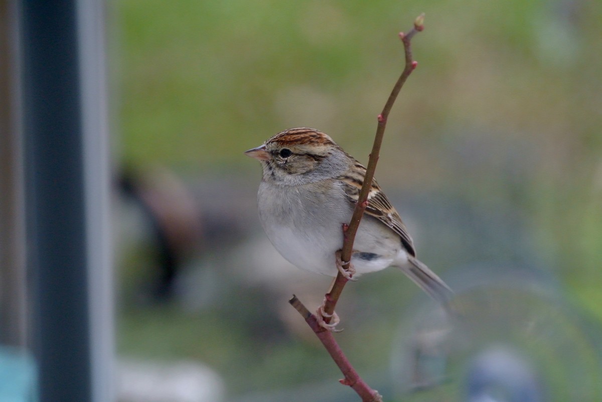 Chipping Sparrow - ML209578351