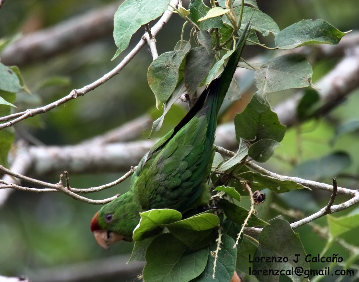 Scarlet-fronted Parakeet - ML209578391