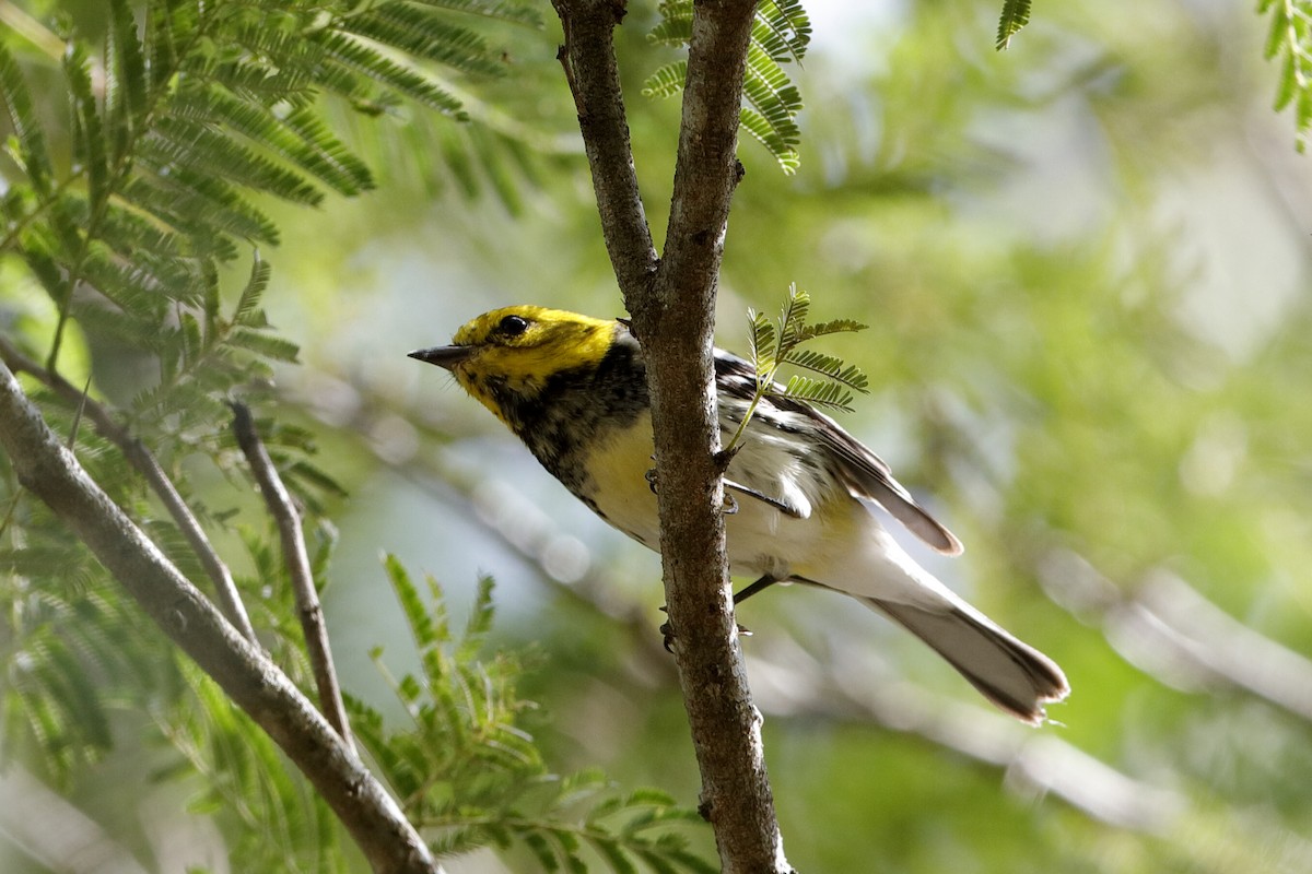 Grünmantel-Waldsänger - ML209578411