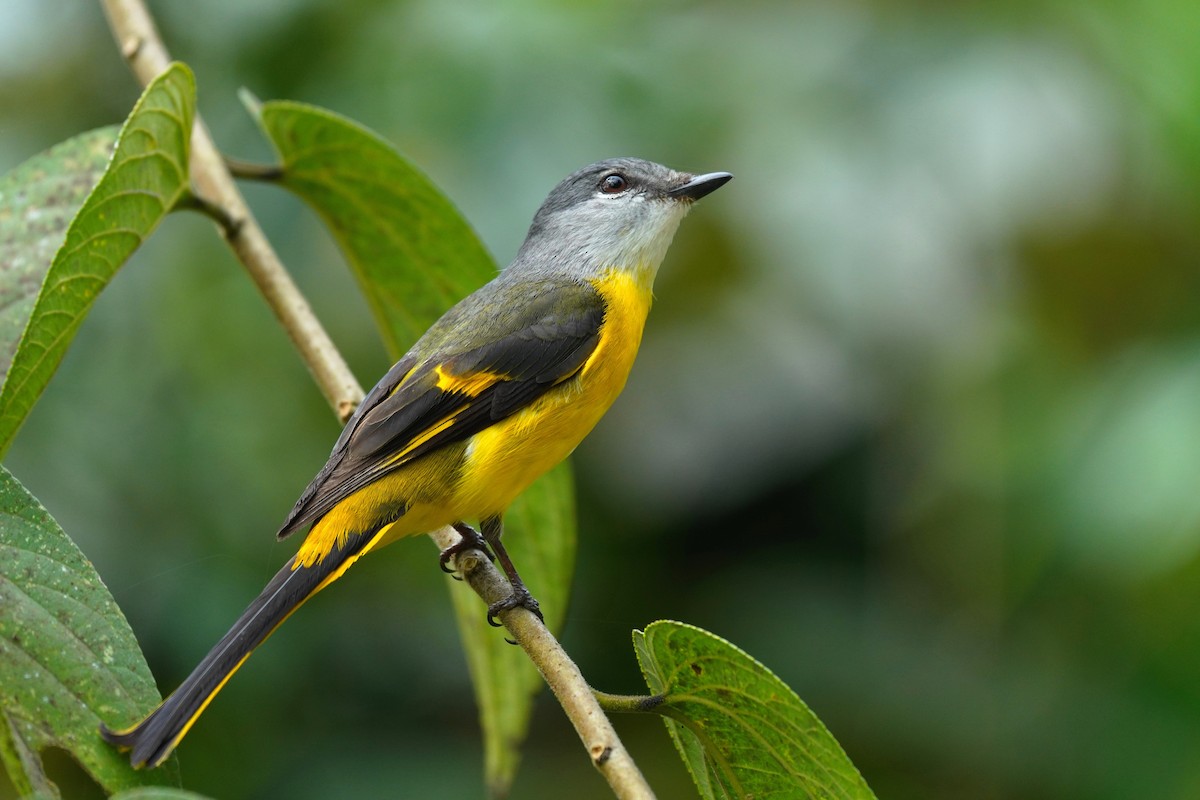 Gray-chinned Minivet - ML209579191