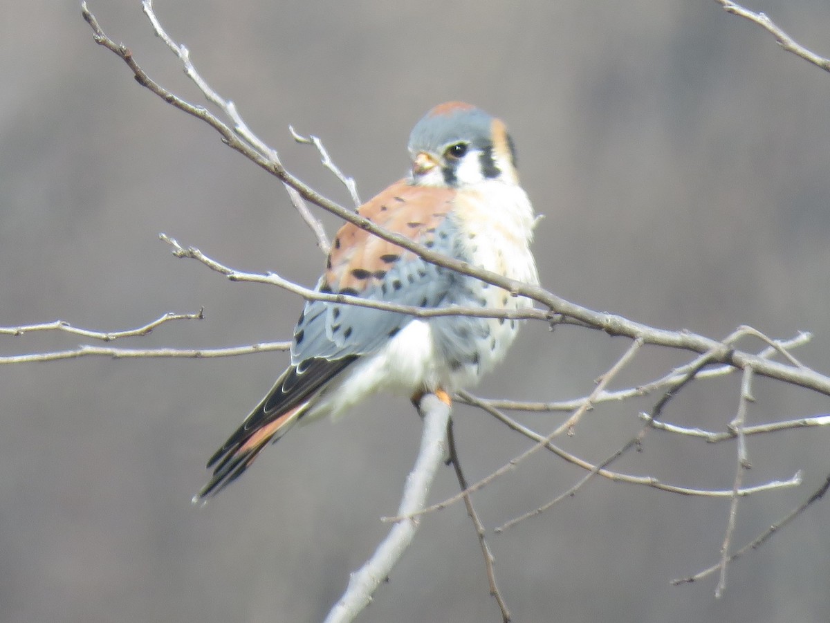 American Kestrel - ML209579201