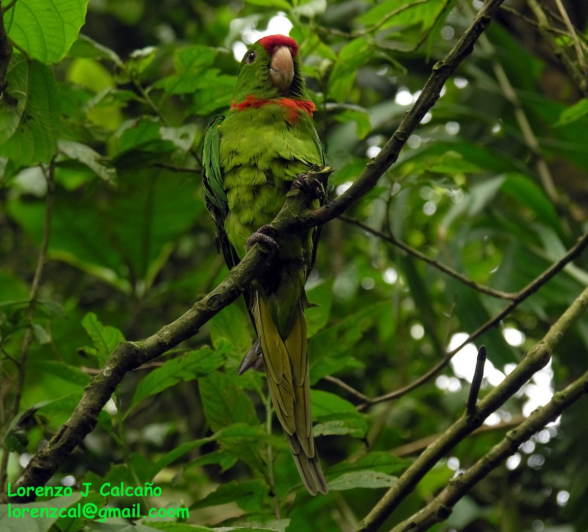 Scarlet-fronted Parakeet - ML209579641