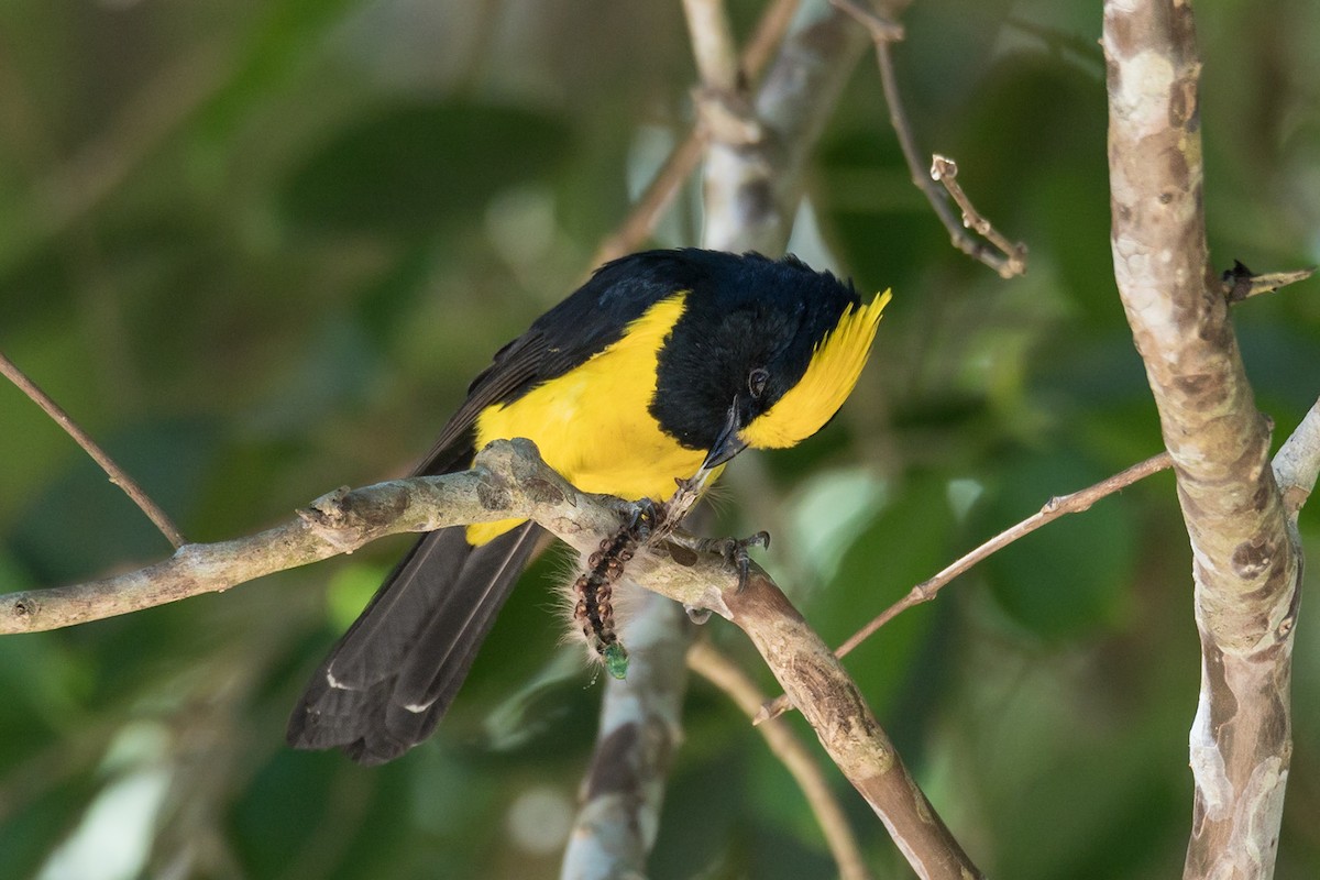 Sultan Tit (Yellow-crested) - ML209580151