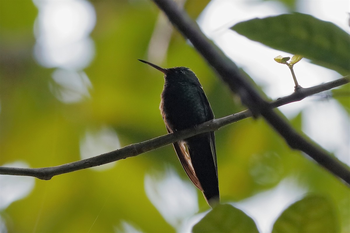 kolibřík haitský - ML209581211