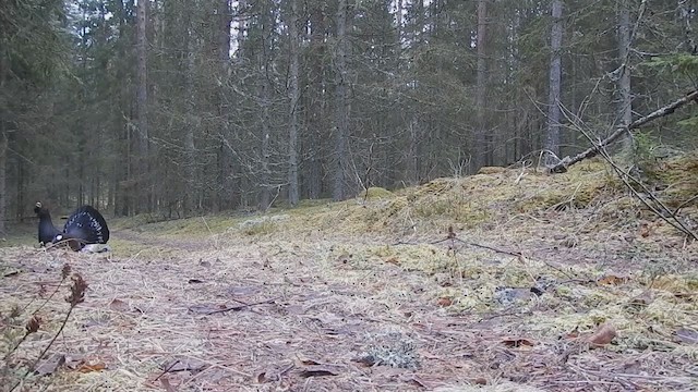 Эгэл сойр - ML209582551