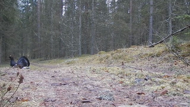 Western Capercaillie - ML209582551