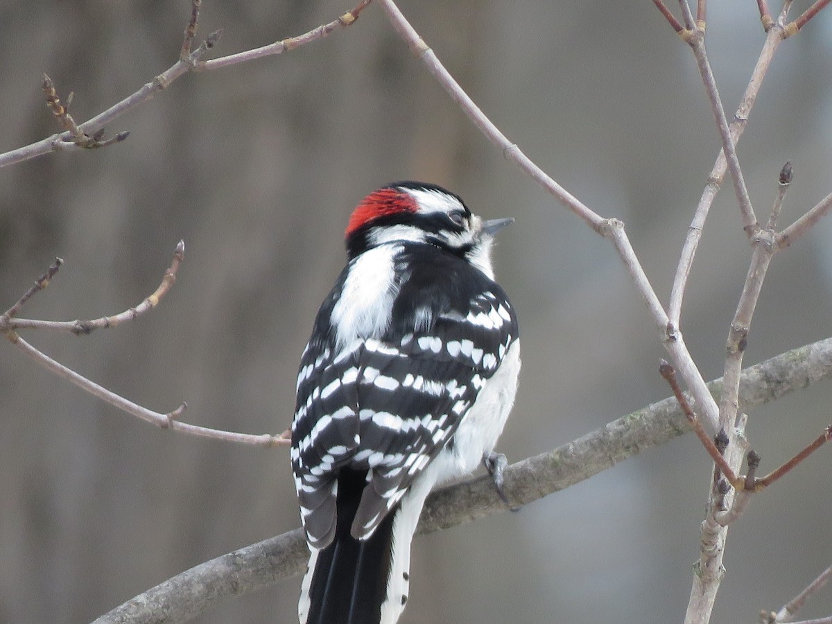 Downy Woodpecker - ML209584431