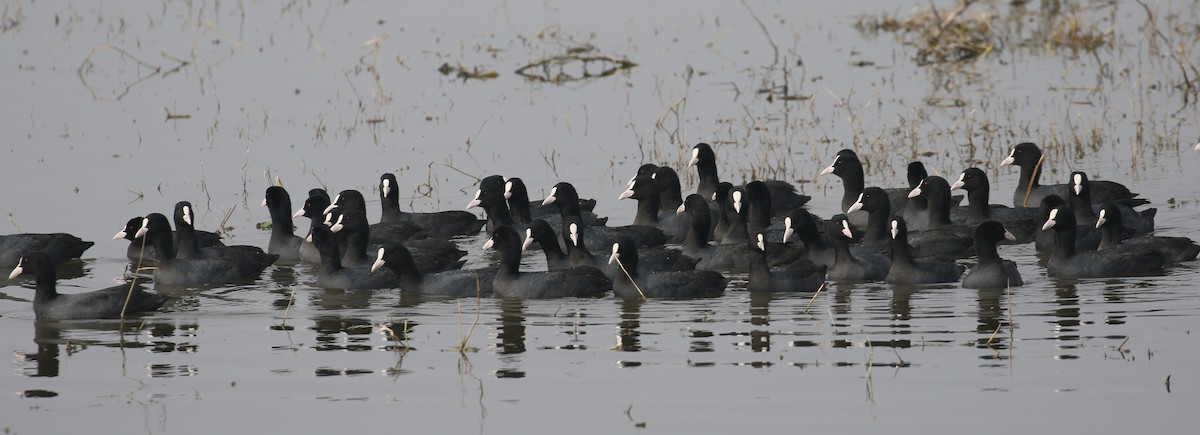 Eurasian Coot - simon walkley