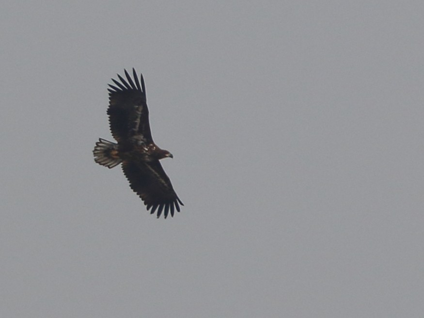 White-tailed Eagle - Shekar Vishvanath