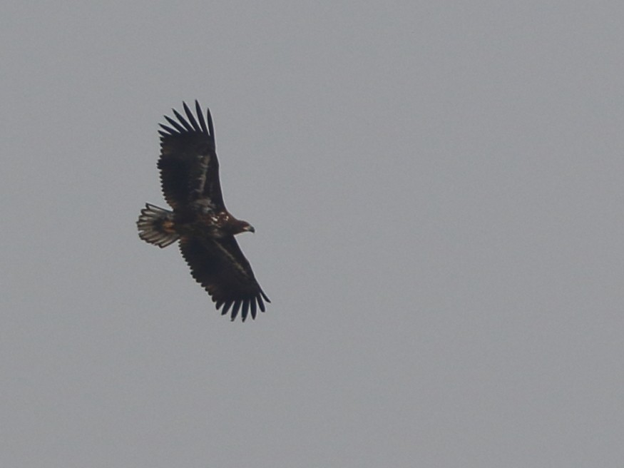 White-tailed Eagle - ML209587881