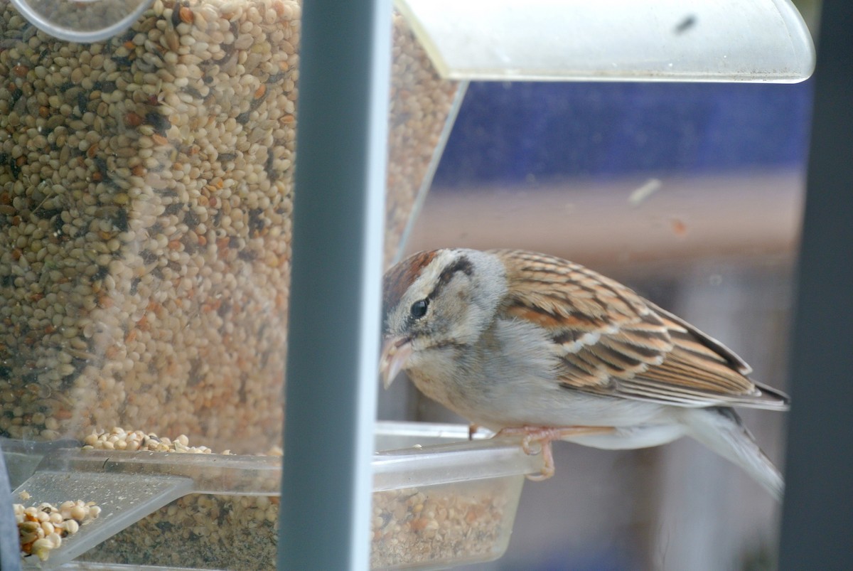 Chipping Sparrow - ML209588451