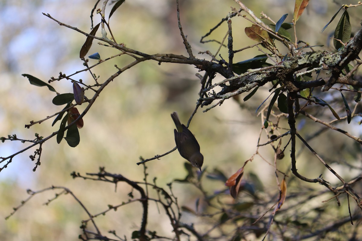 Orange-crowned Warbler - ML209589251