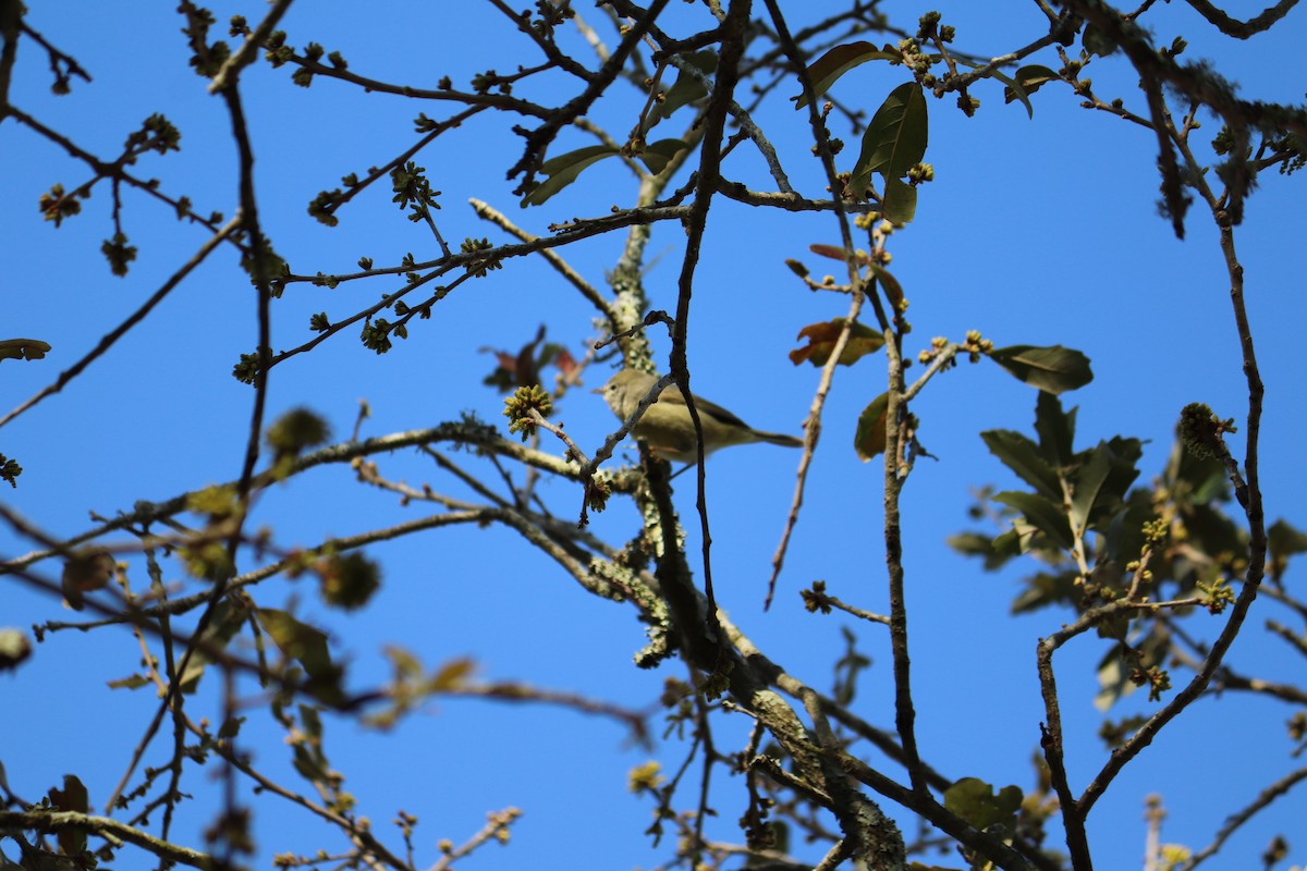 Orange-crowned Warbler - ML209589271