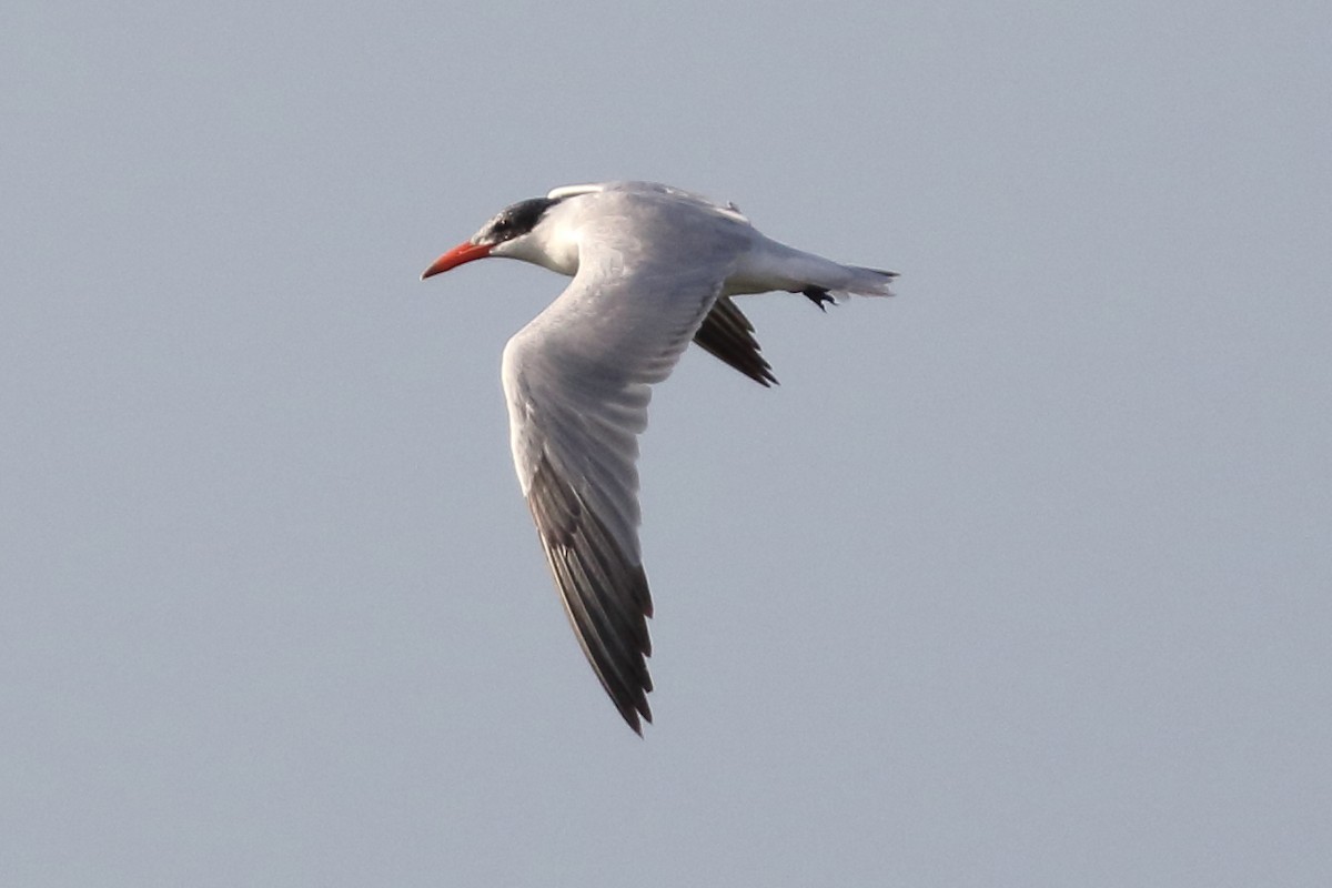 Caspian Tern - ML209589431