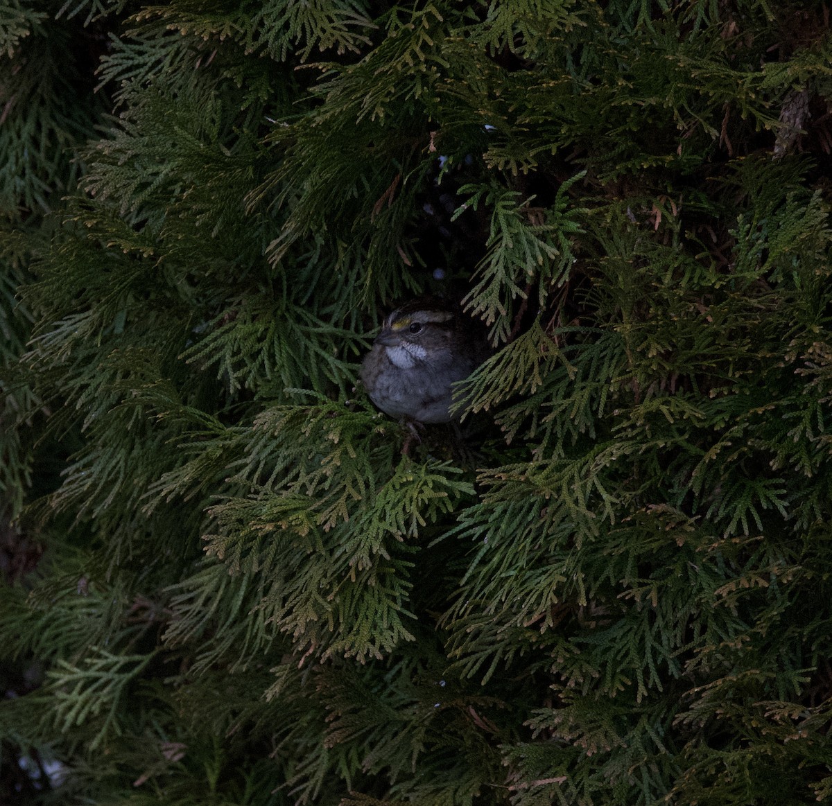 White-throated Sparrow - ML209589551