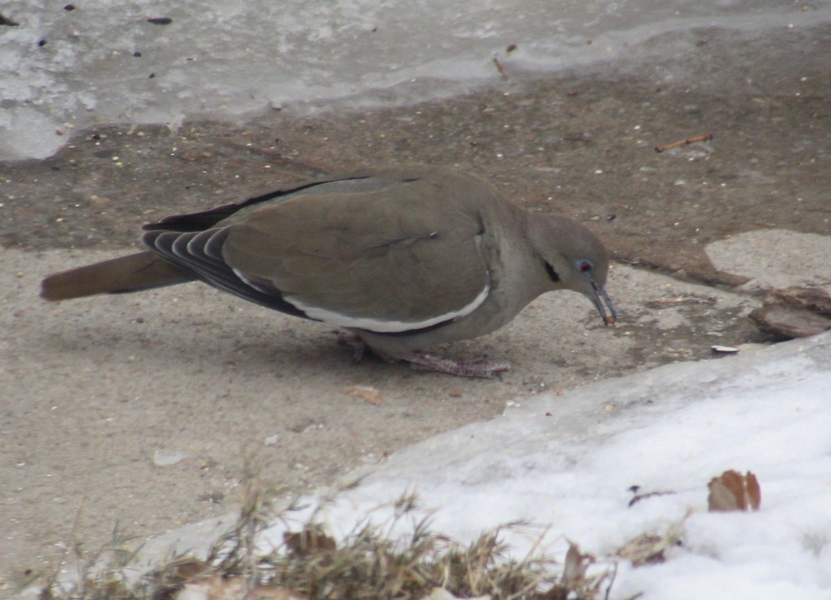 White-winged Dove - ML209589951