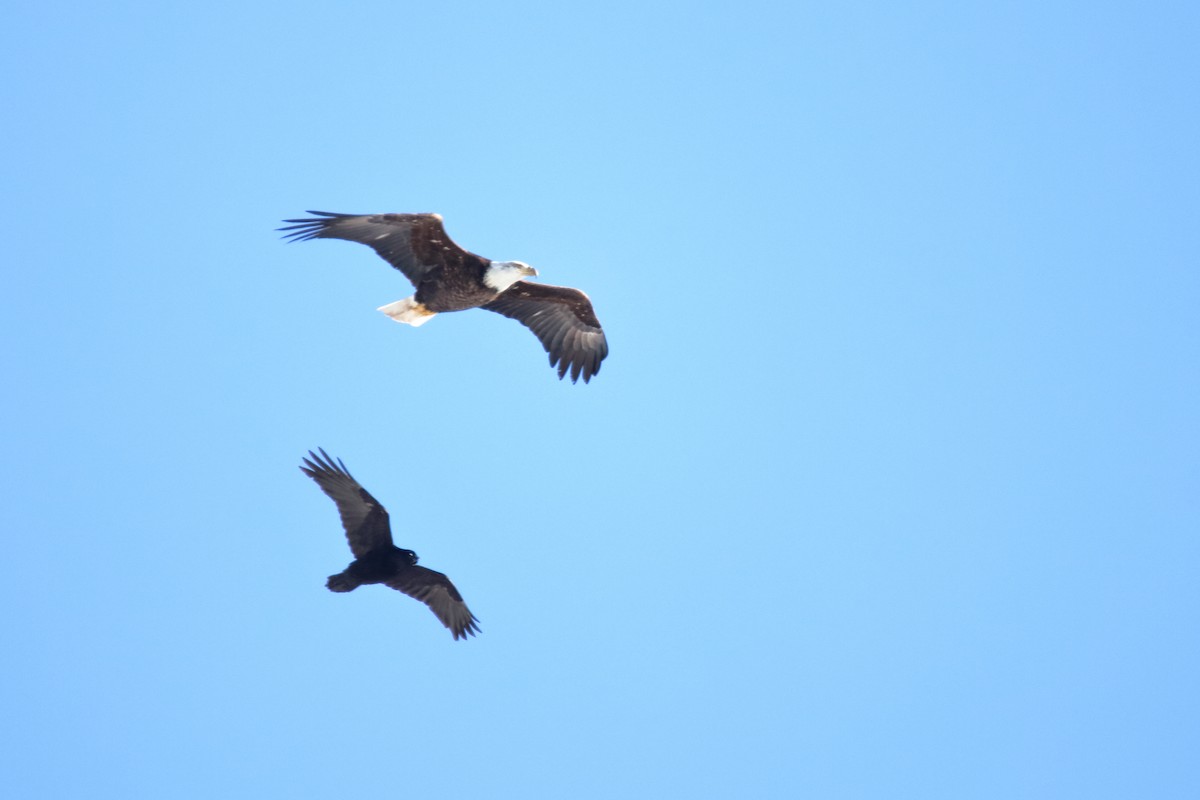 tanımsız Corvus sp. - ML209590211