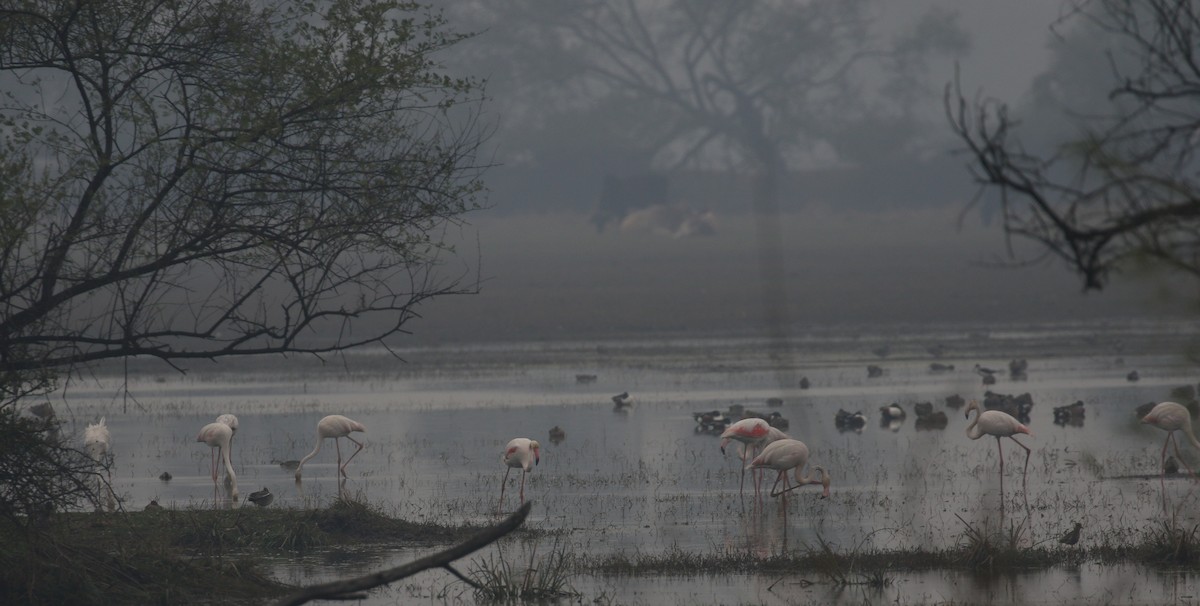 Greater Flamingo - ML209591471