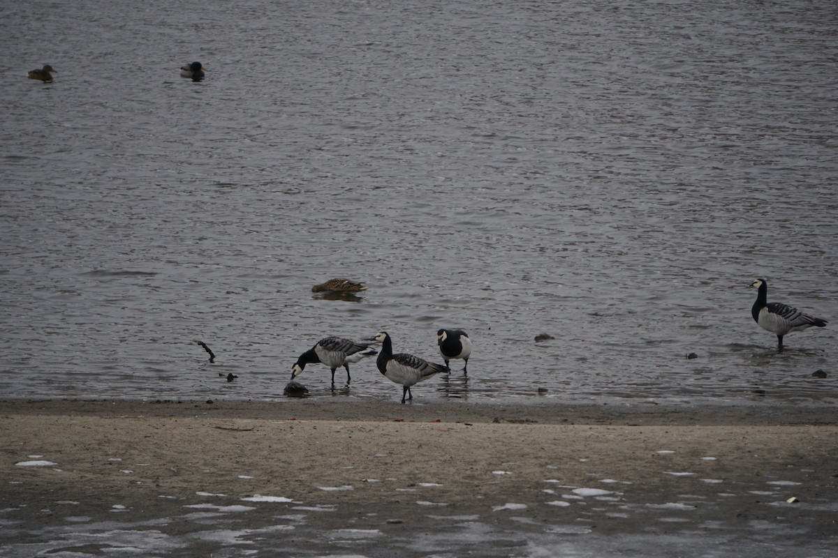 Barnacle Goose - ML209592081