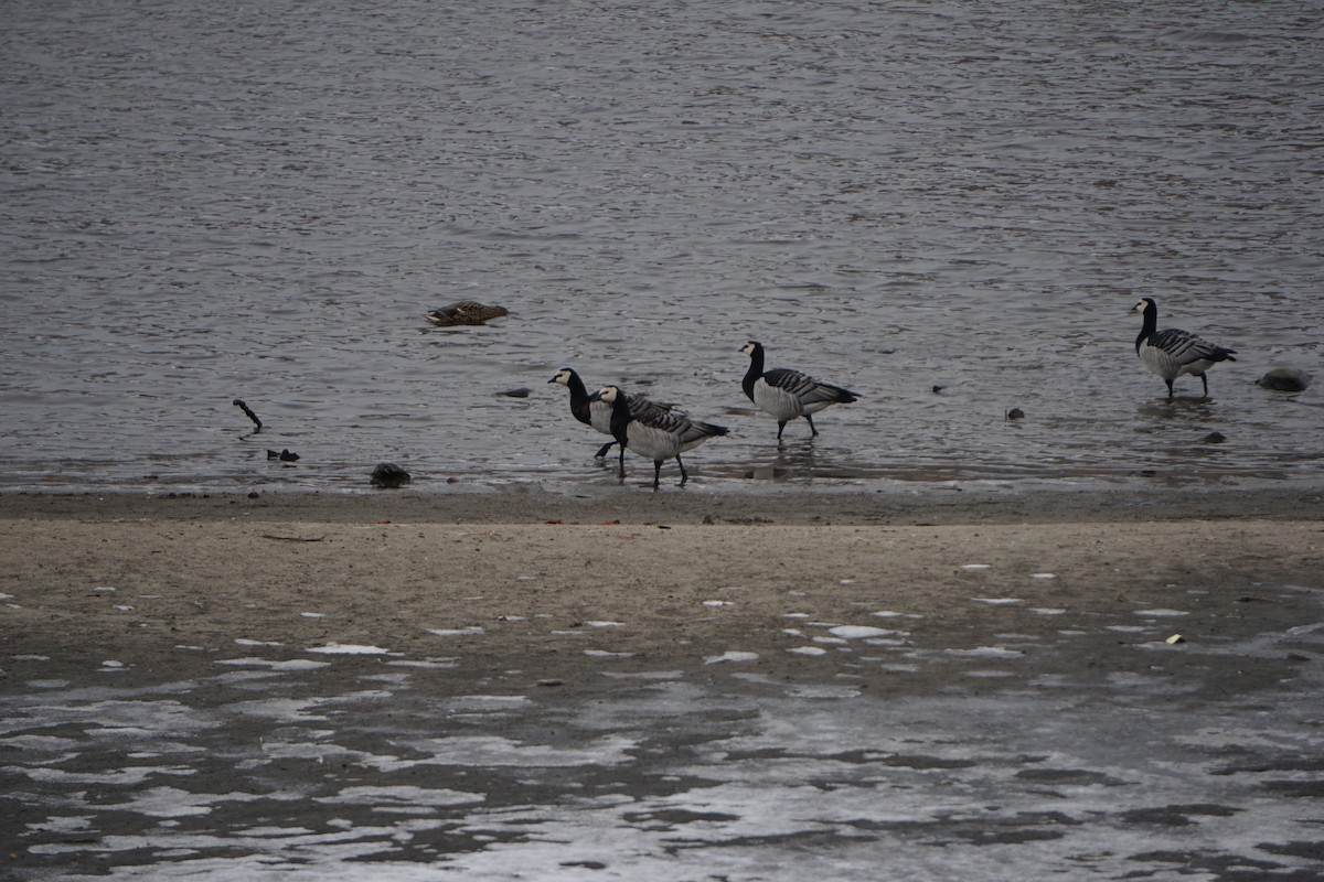 Barnacle Goose - ML209592101