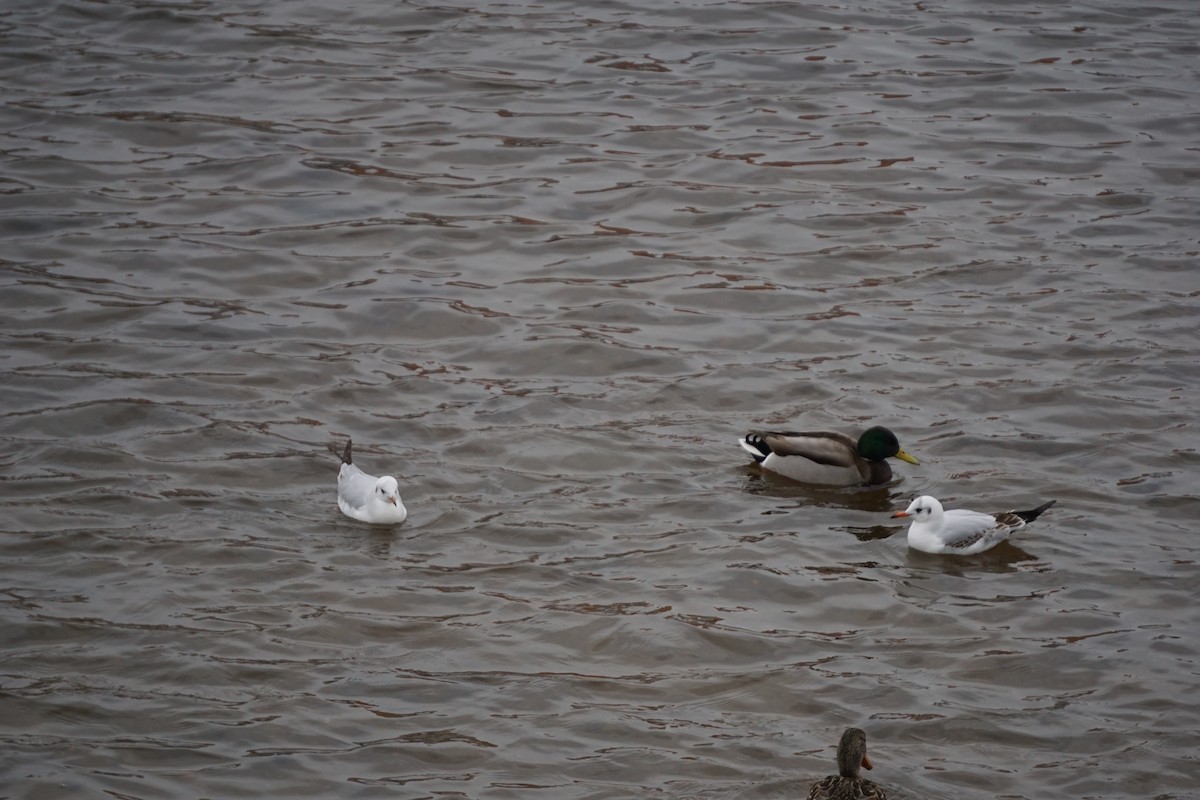 Black-headed Gull - ML209592201