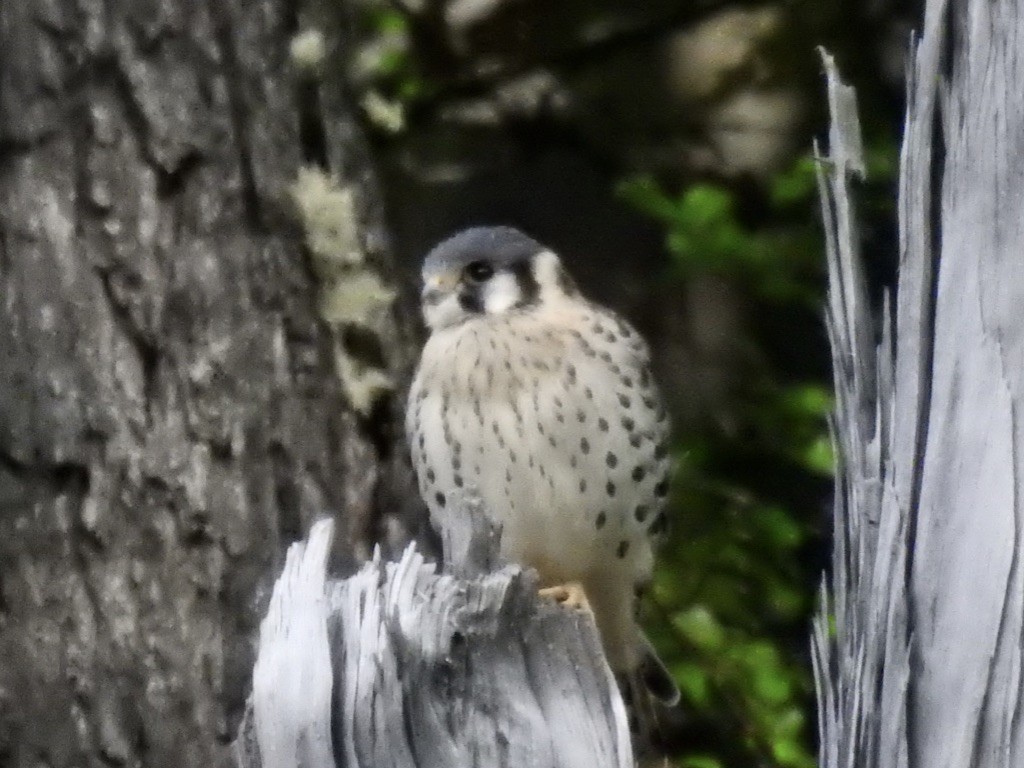 American Kestrel - ML209593091