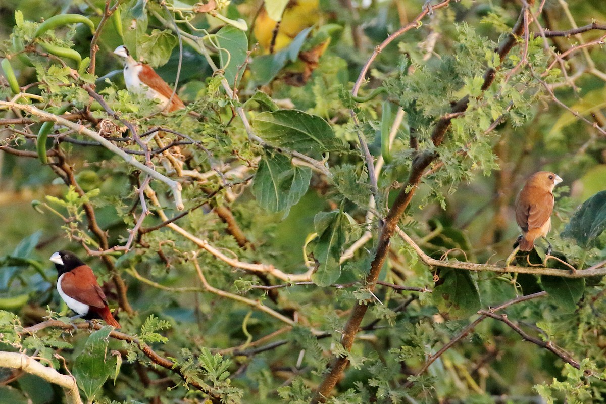 Tricolored Munia - ML209593601