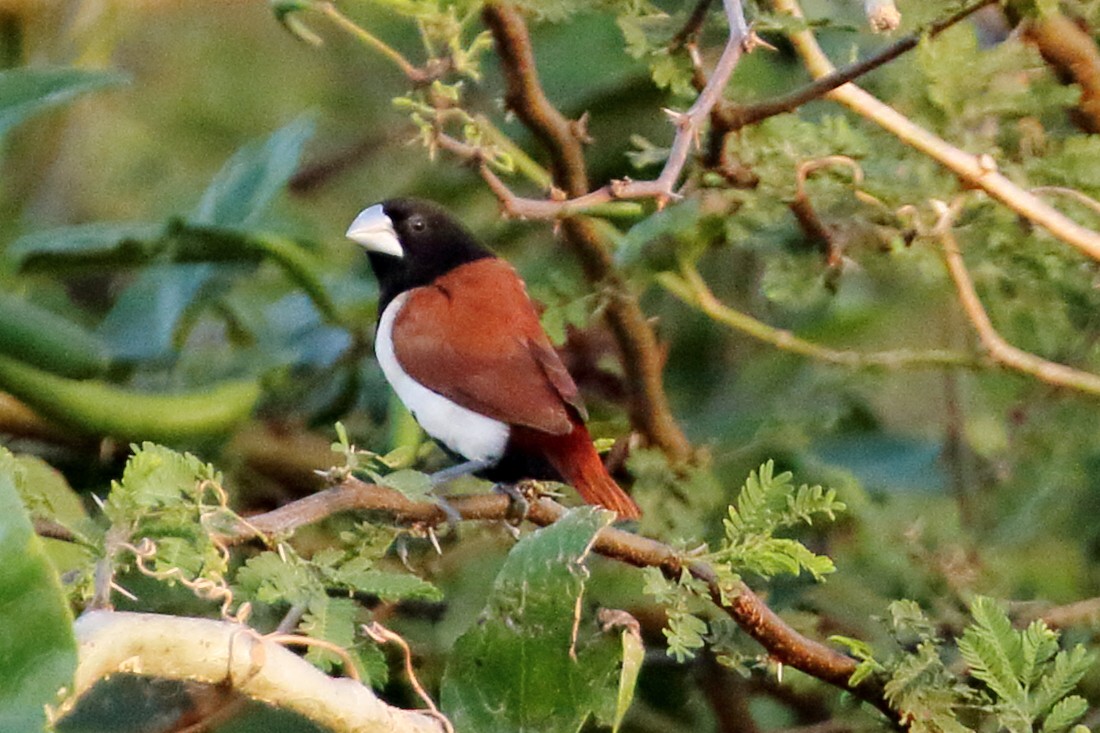 Tricolored Munia - ML209593611