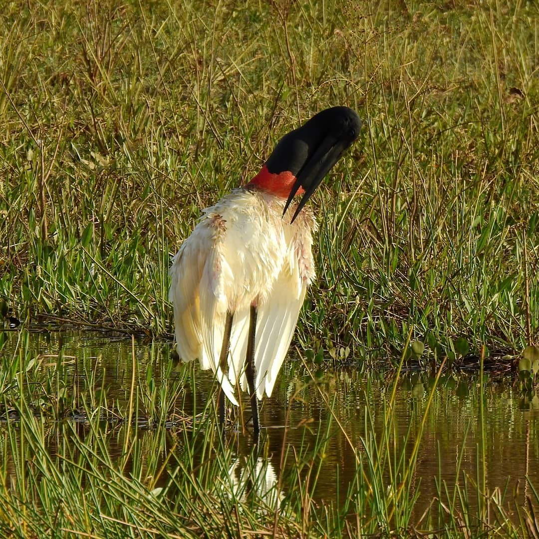 Jabiru - Carolina  Gomez Venninni