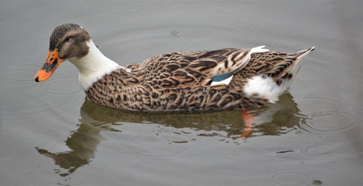 Mallard (Domestic type) - Micky Komara