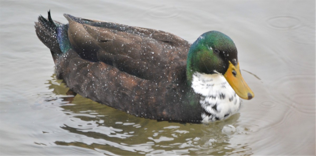 Mallard (Domestic type) - ML209594161