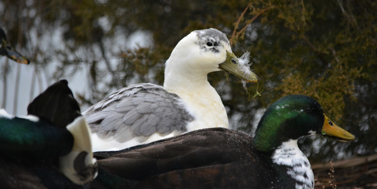 Mallard (Domestic type) - ML209594201