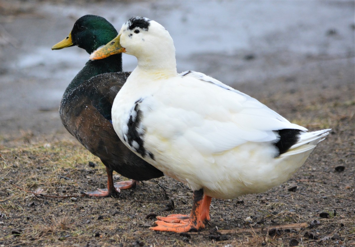 Fehlfarben-Stockente/Hausente - ML209594281