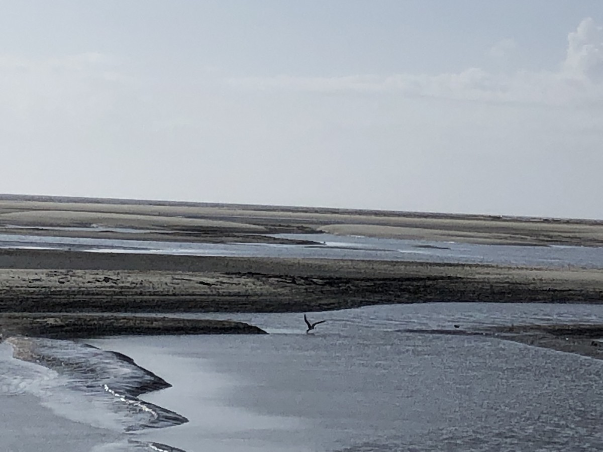 Black Skimmer - ML209595151