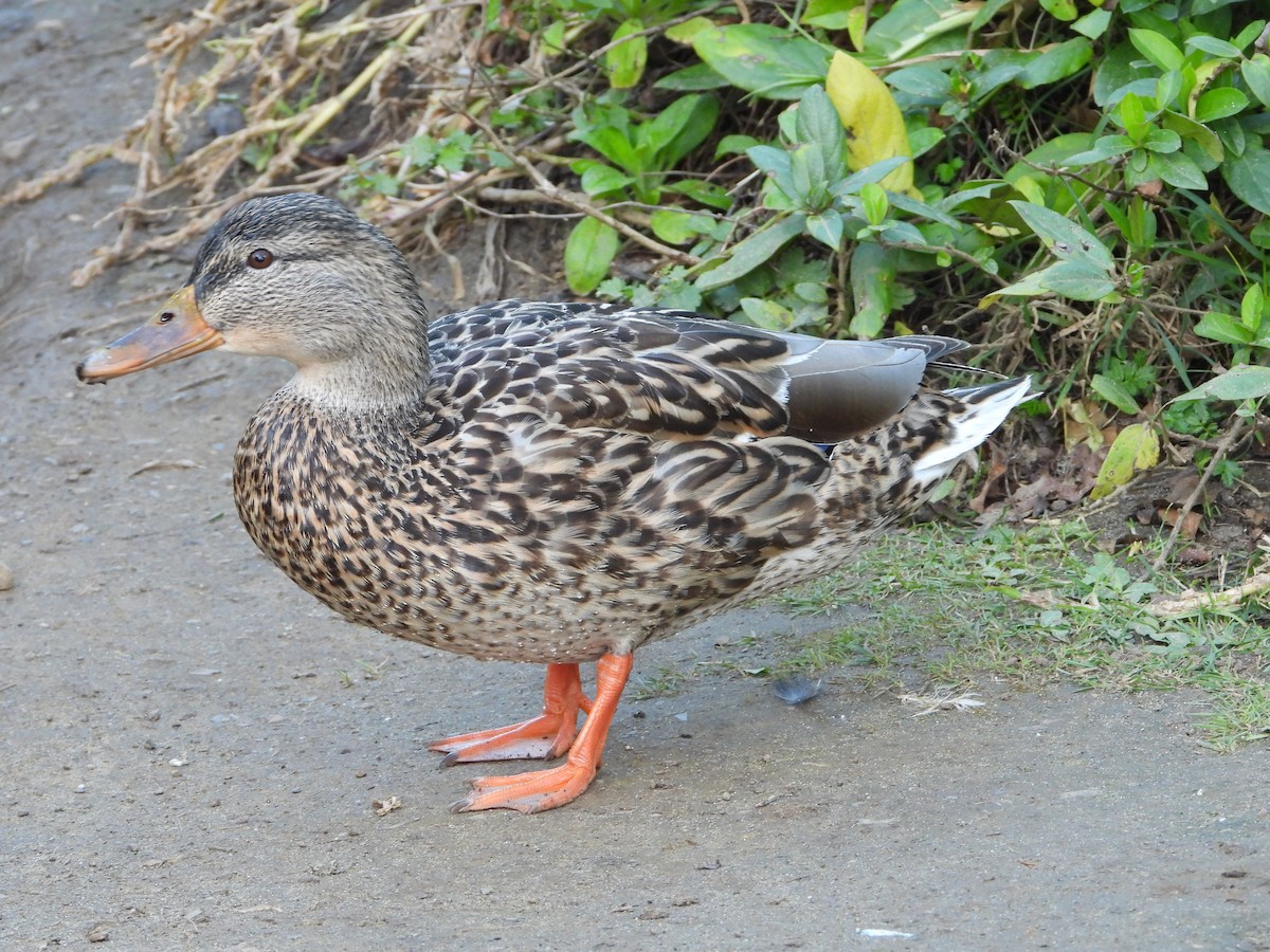 Mallard - ML209596451