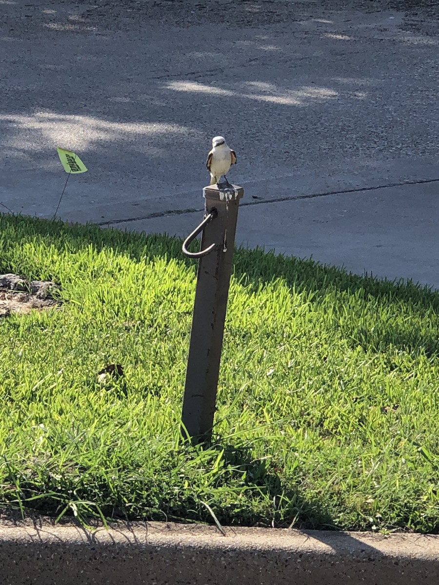 Scissor-tailed Flycatcher - ML209597481