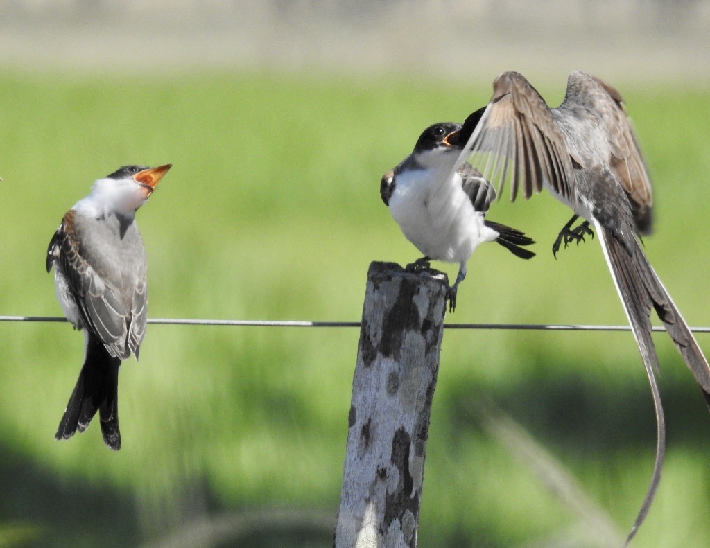 Fork-tailed Flycatcher - Jan Shadick
