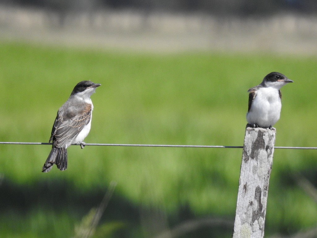 Fork-tailed Flycatcher - Jan Shadick