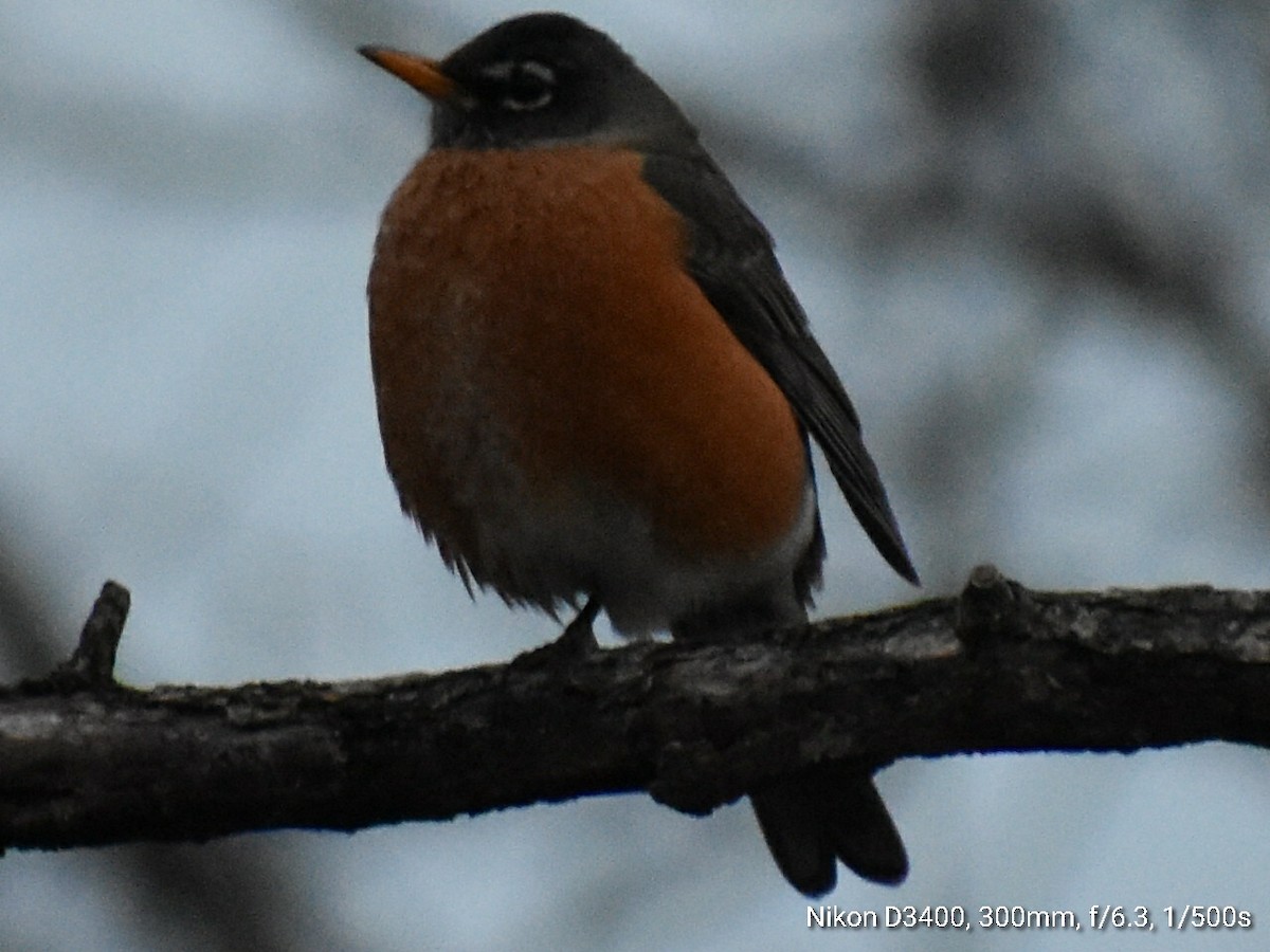 American Robin - ML209599601