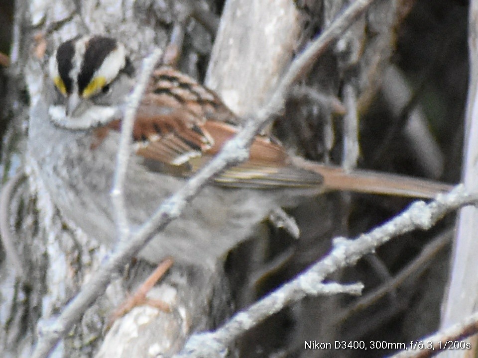 White-throated Sparrow - ML209599901