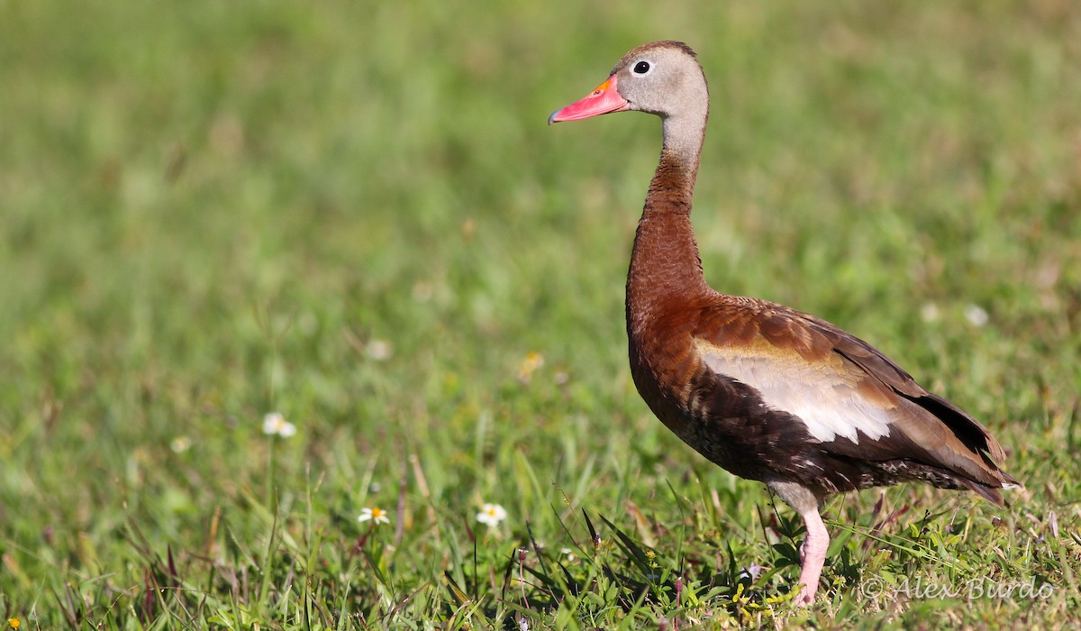 Black-bellied Whistling-Duck - Alex Burdo