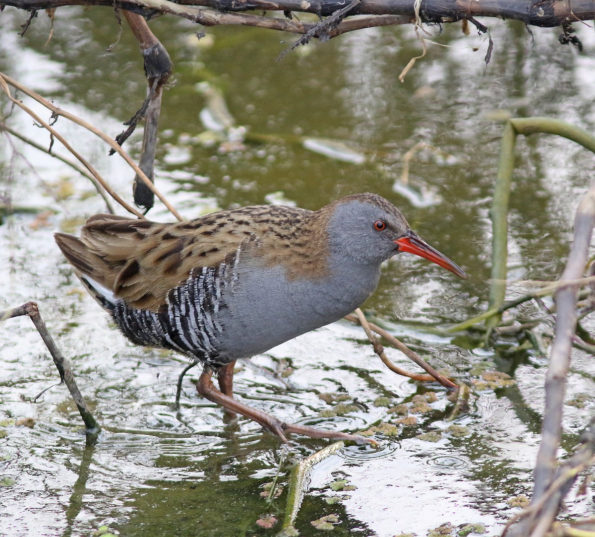 Water Rail - Andy Warr