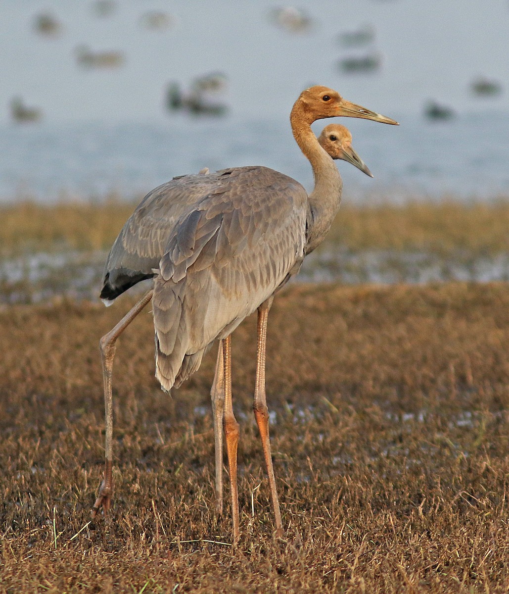 Sarus Crane - ML209601121