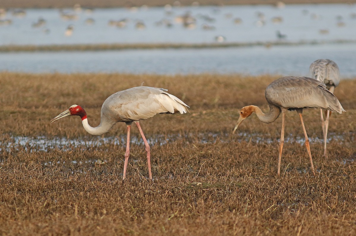 Sarus Crane - ML209601271