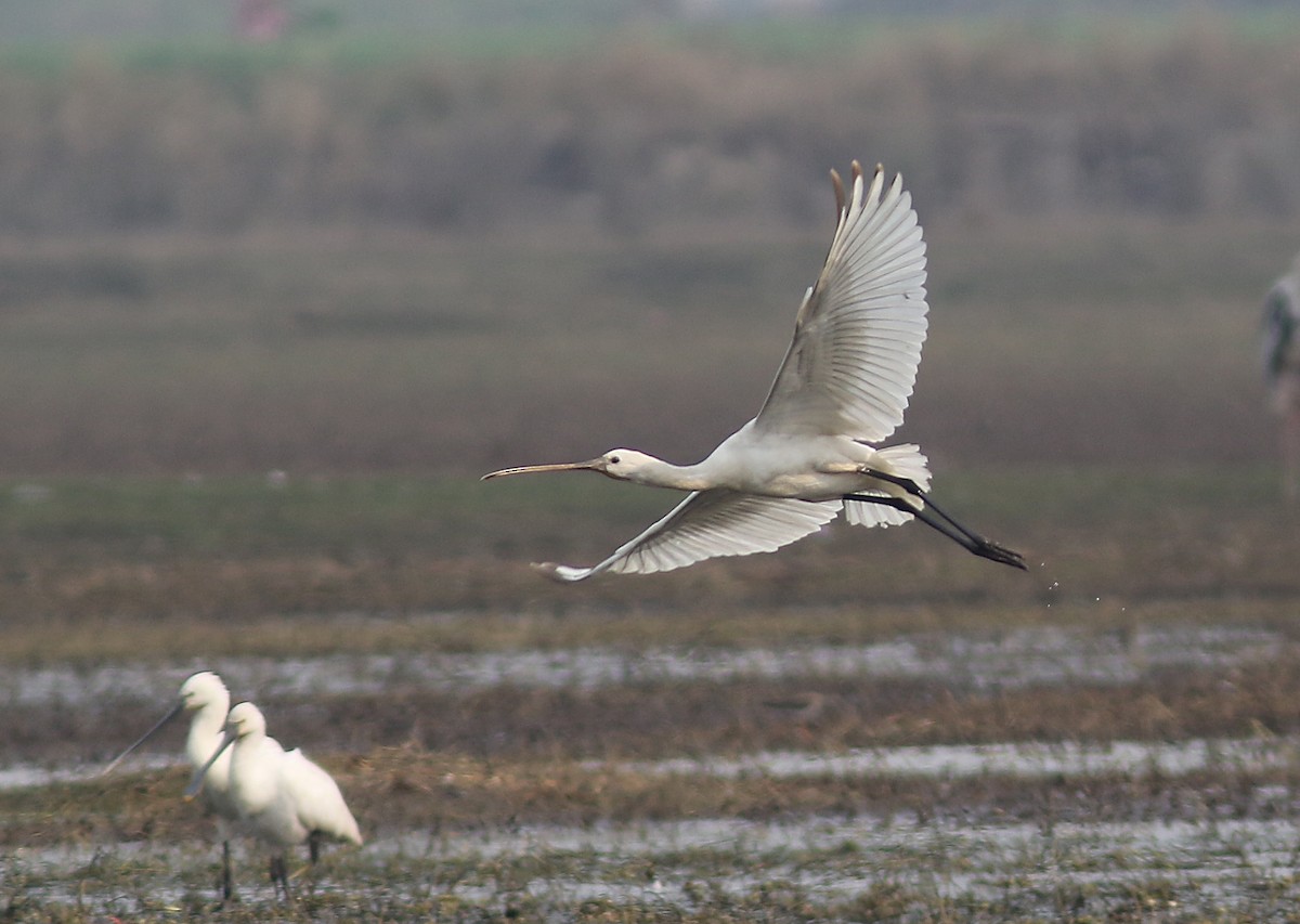 Eurasian Spoonbill - ML209601361